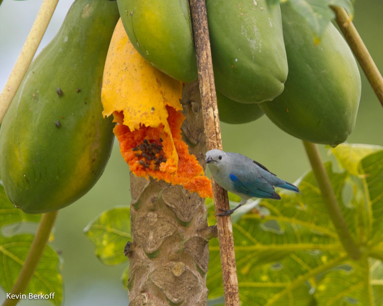 Blue-gray Tanager