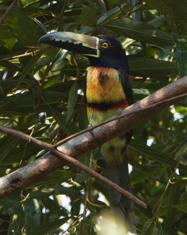 Collared Aracari