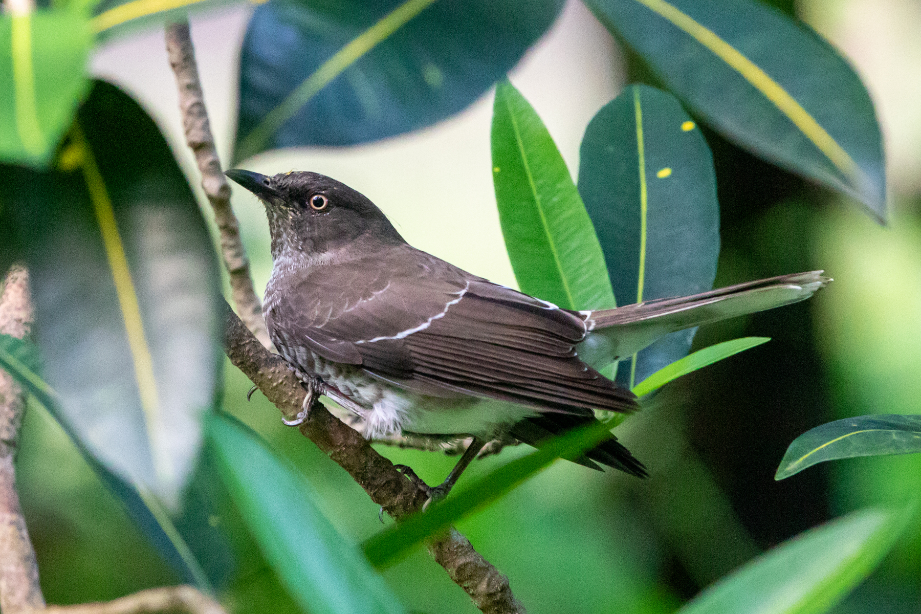 Scaly-breasted Thrasher