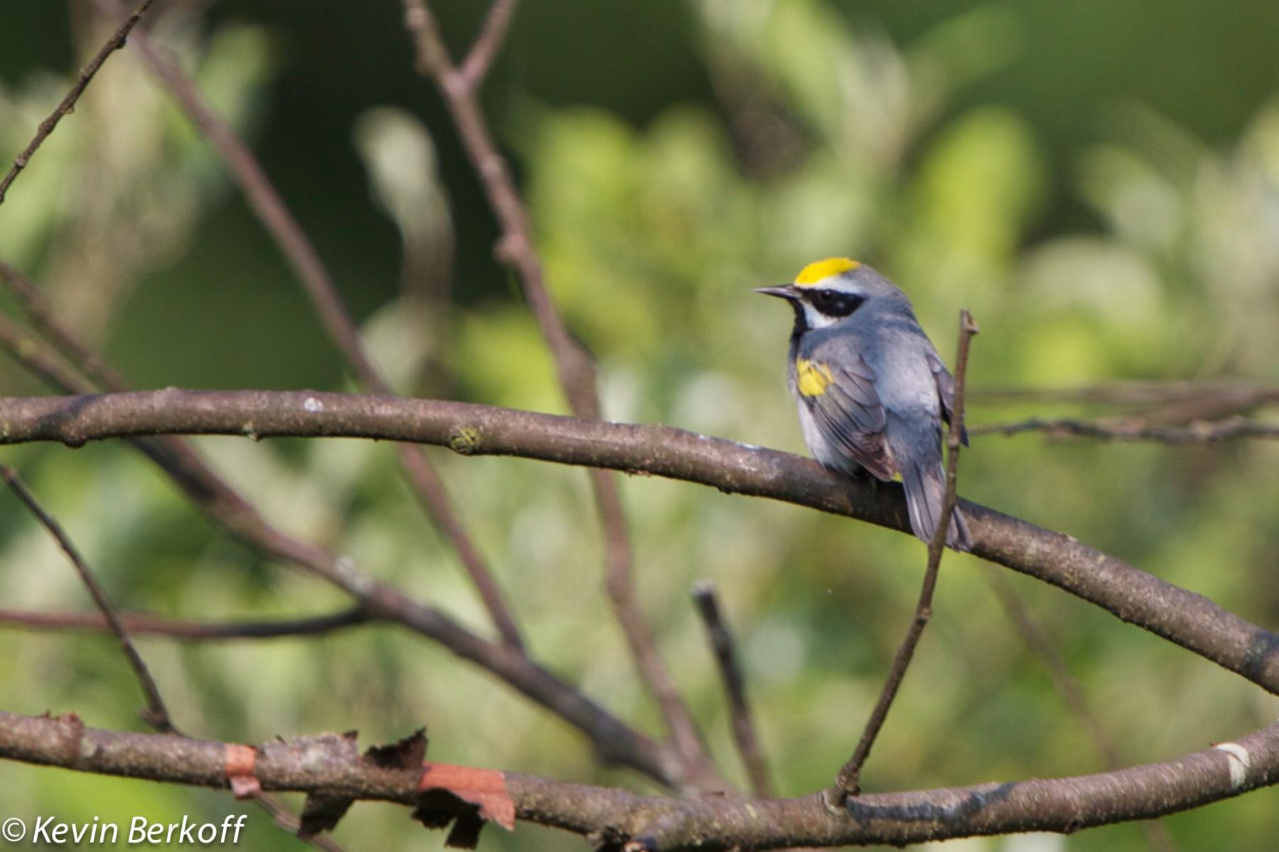 Golden Winged Warbler