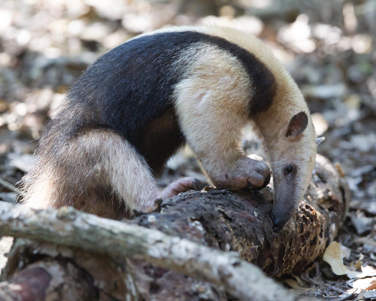 Tamandua (Collared Anteater)