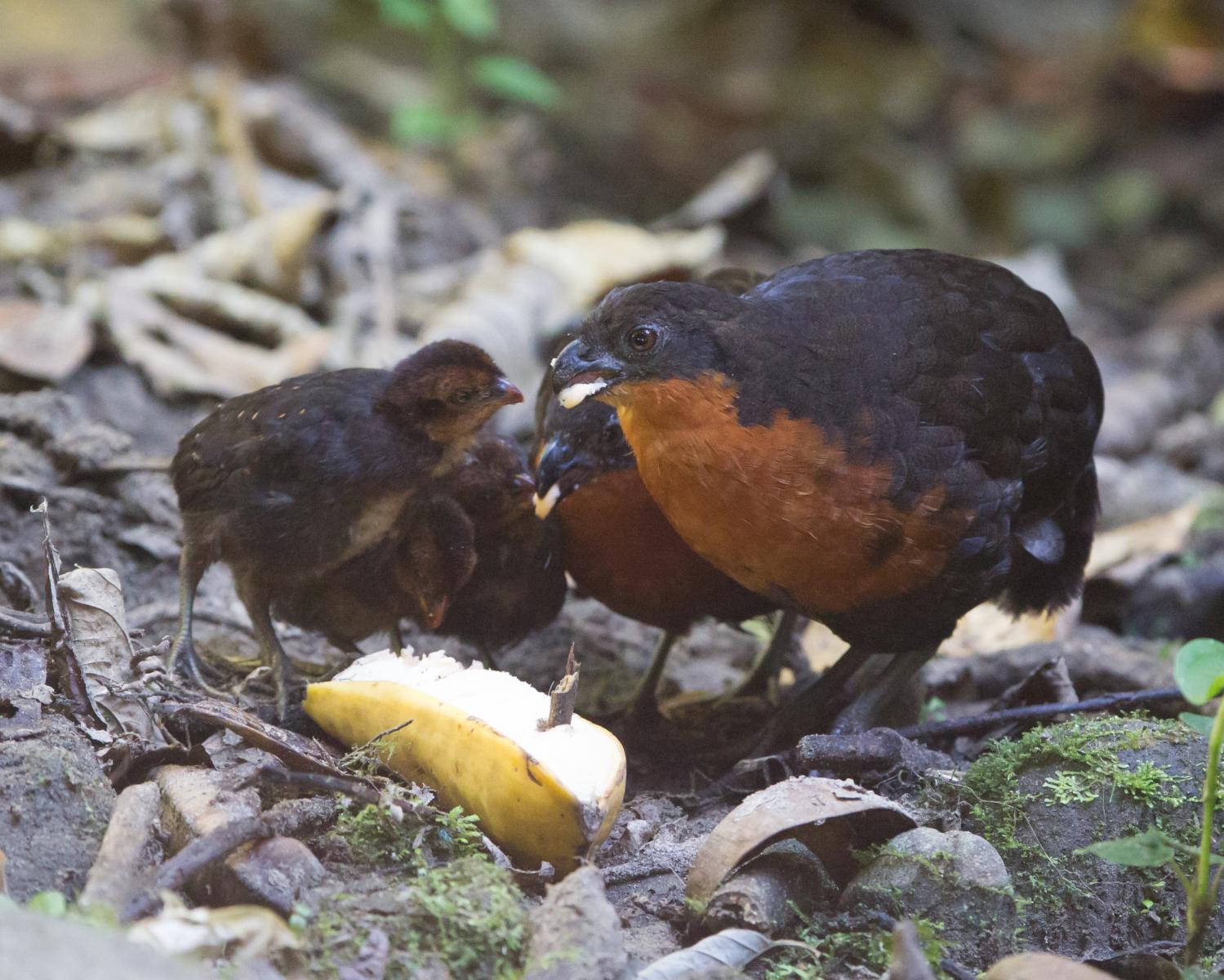 Dark-backed Wood-quail family