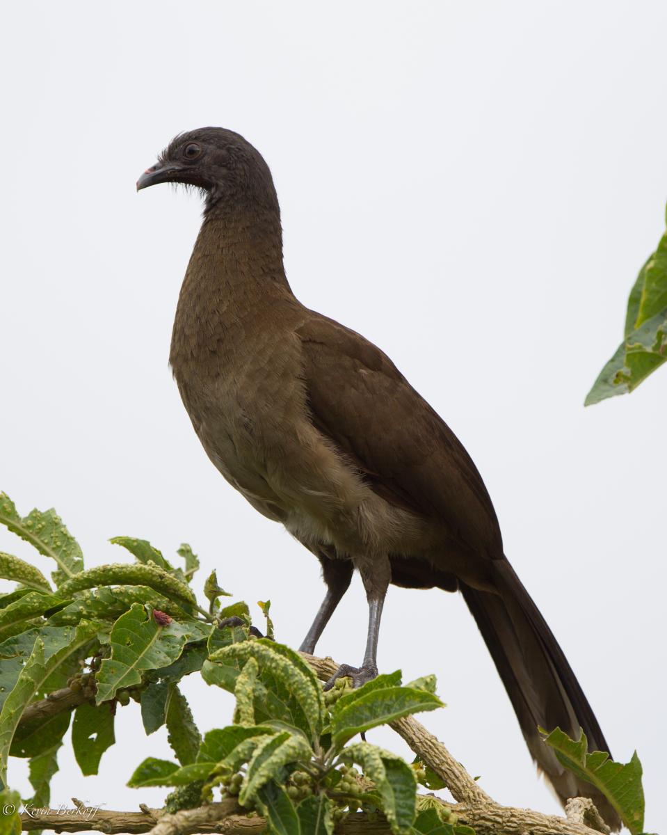 Gray-headed Chachalaca