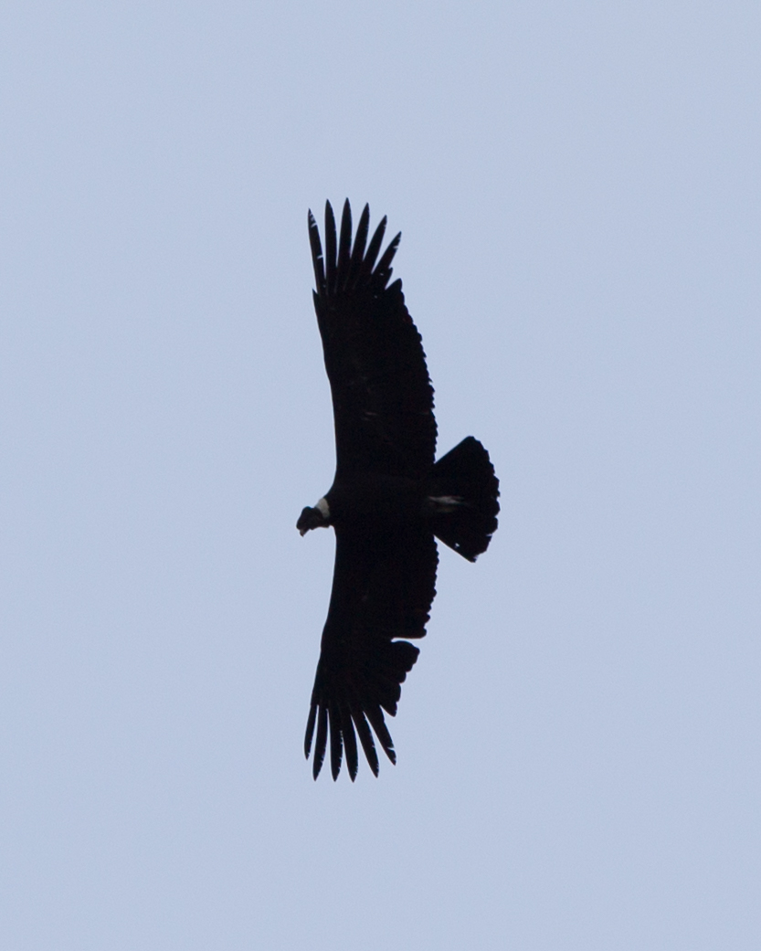 Andean Condor