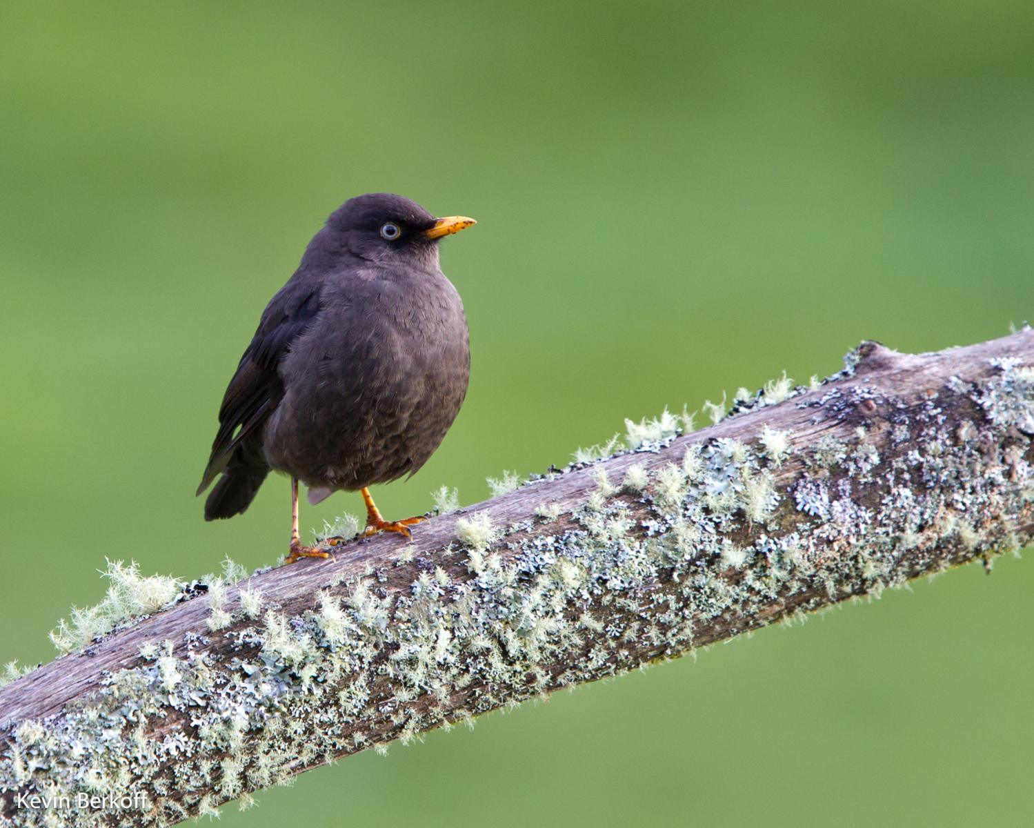 Sooty Robin