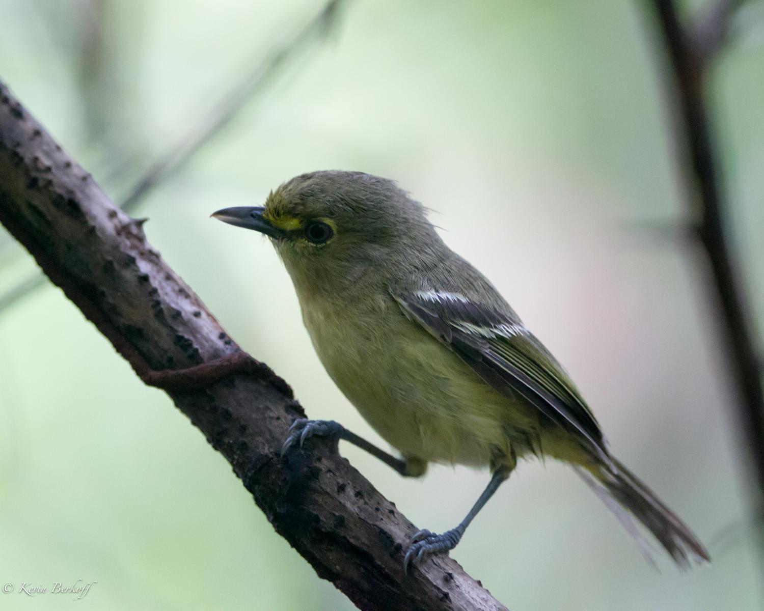 Thick-billed Vireo