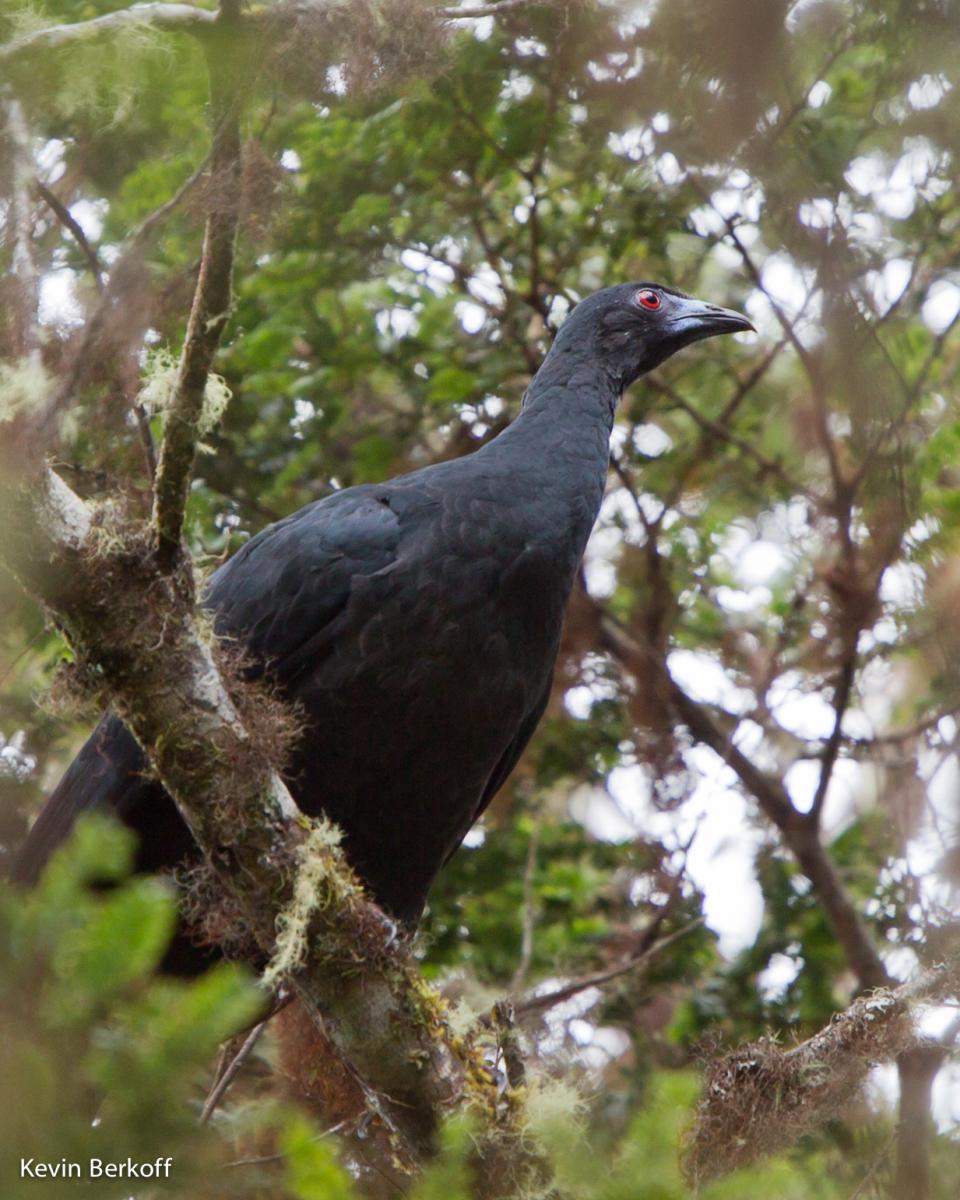 Black Guan