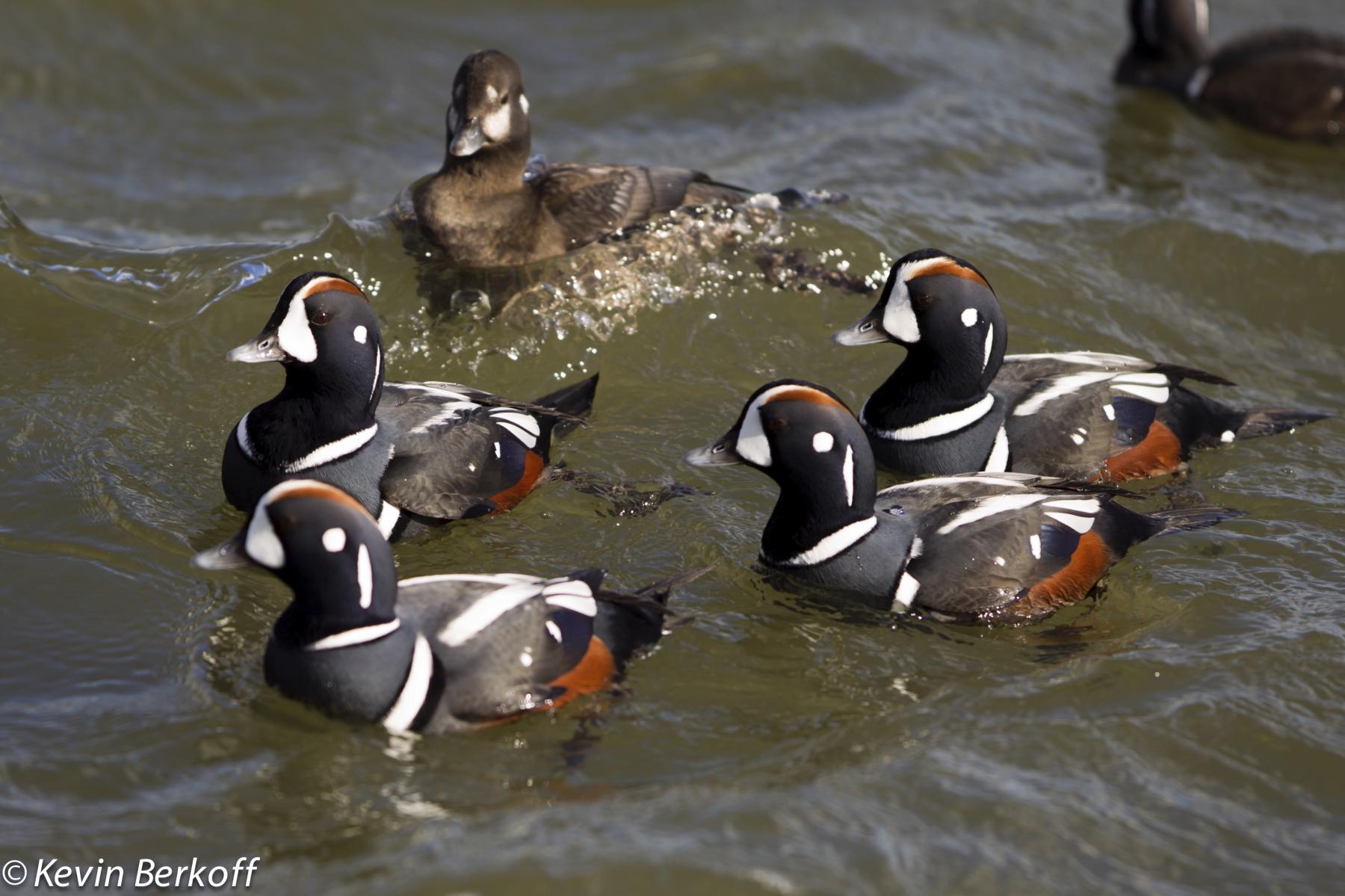 Harlequin Ducks