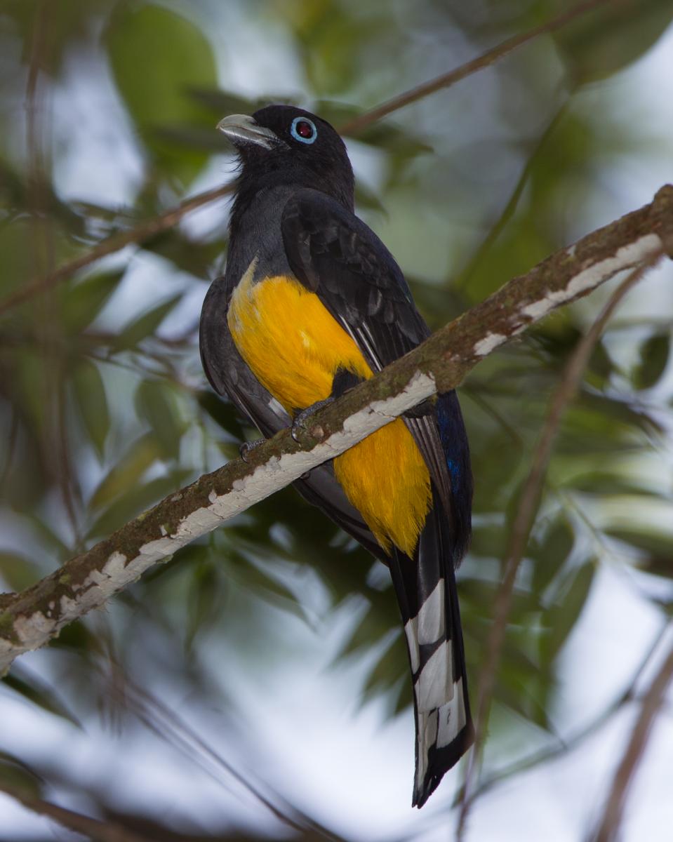 Black-headed Trogon