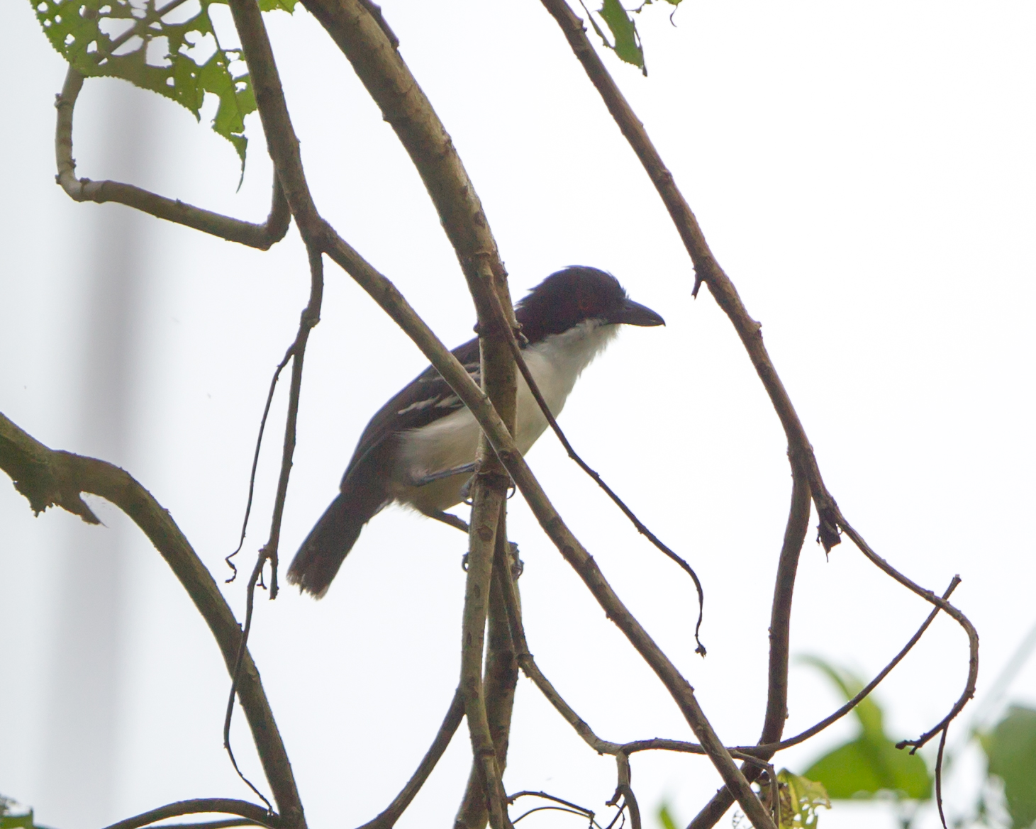 Great Antshrike