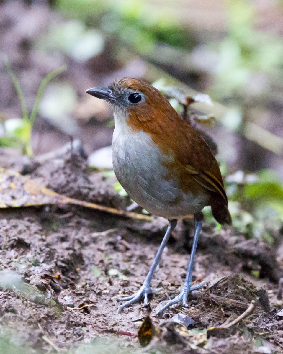 White-bellied Antpitta