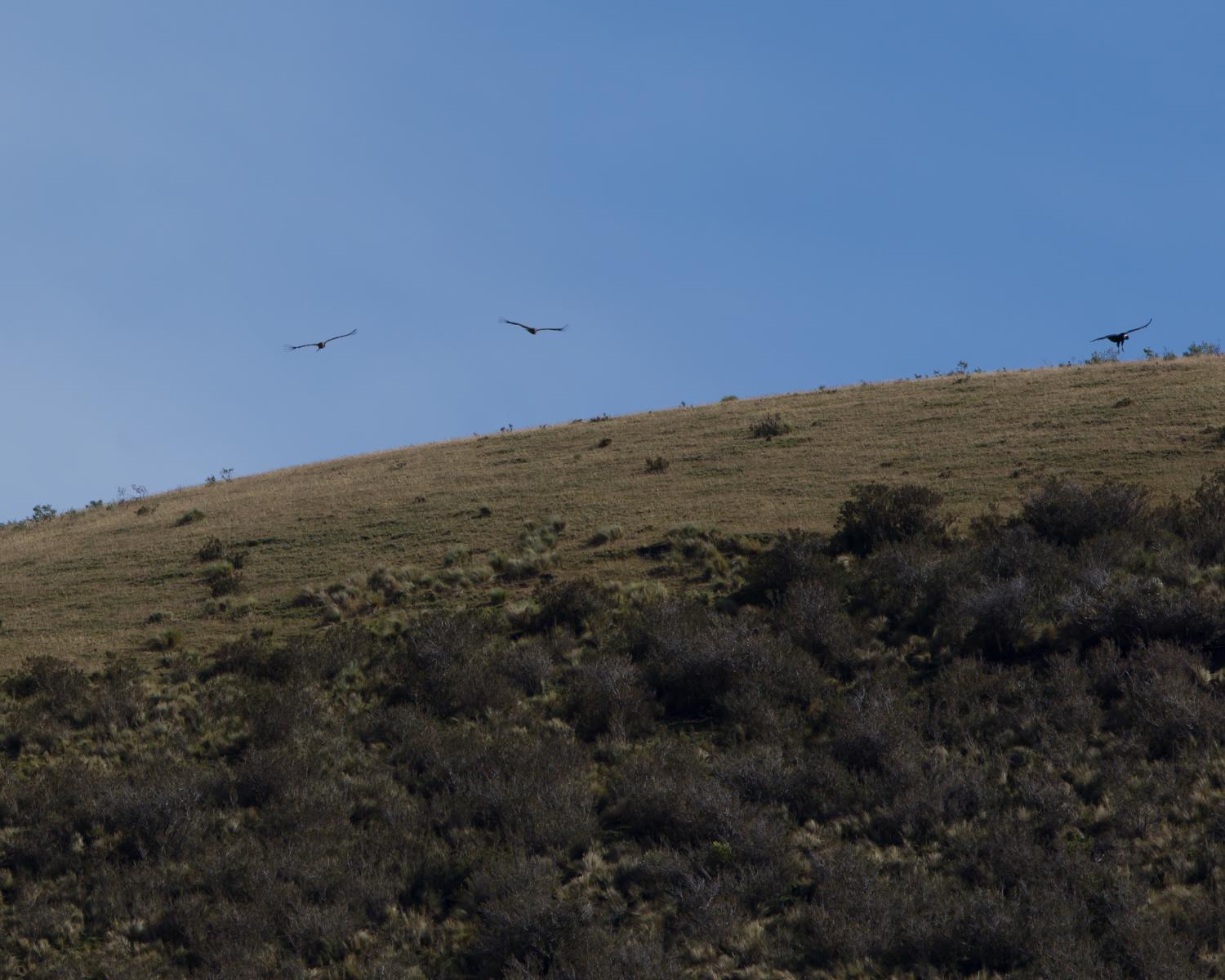 Andean Condors