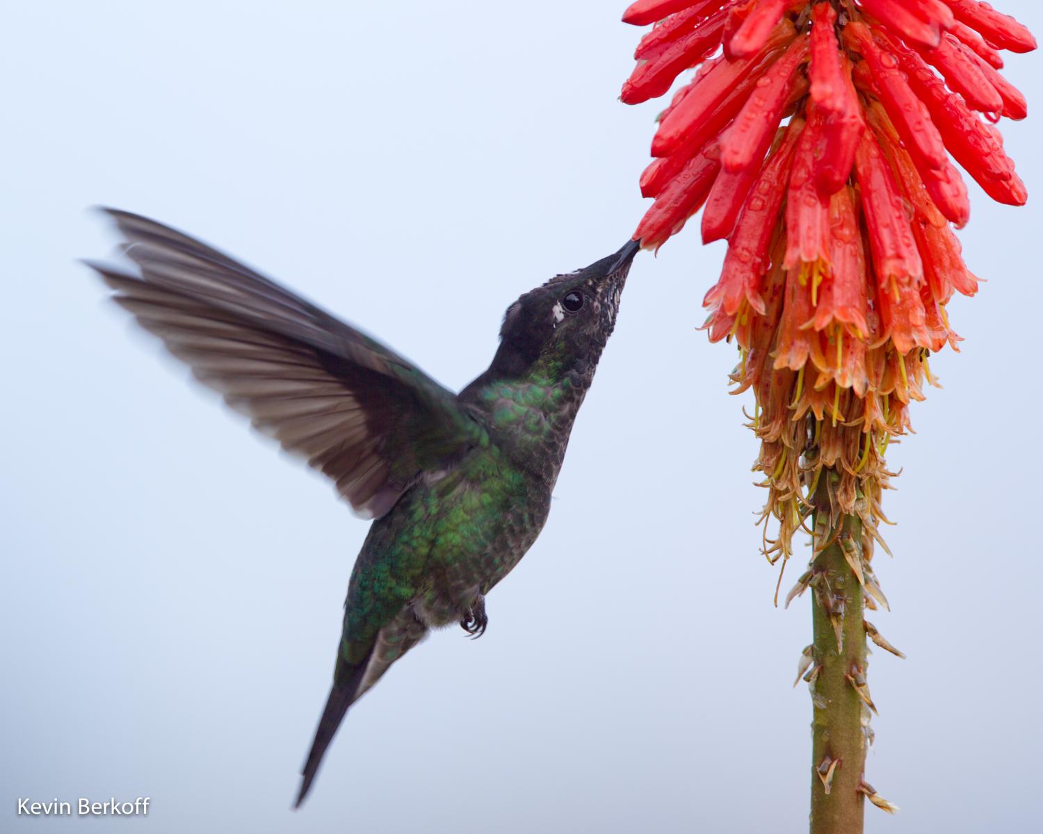 Magnificent Hummingbird