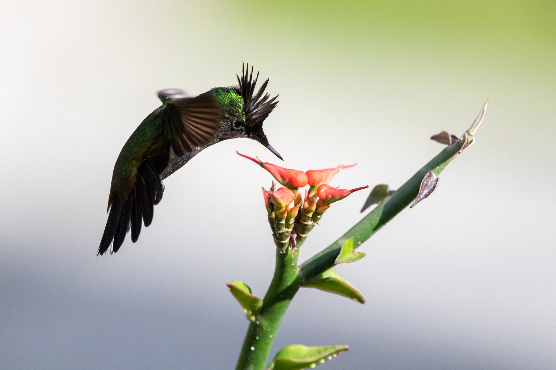Antillean Crested Hummingbird