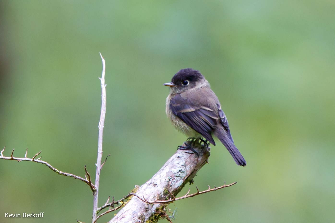 Black-capped flycatcher