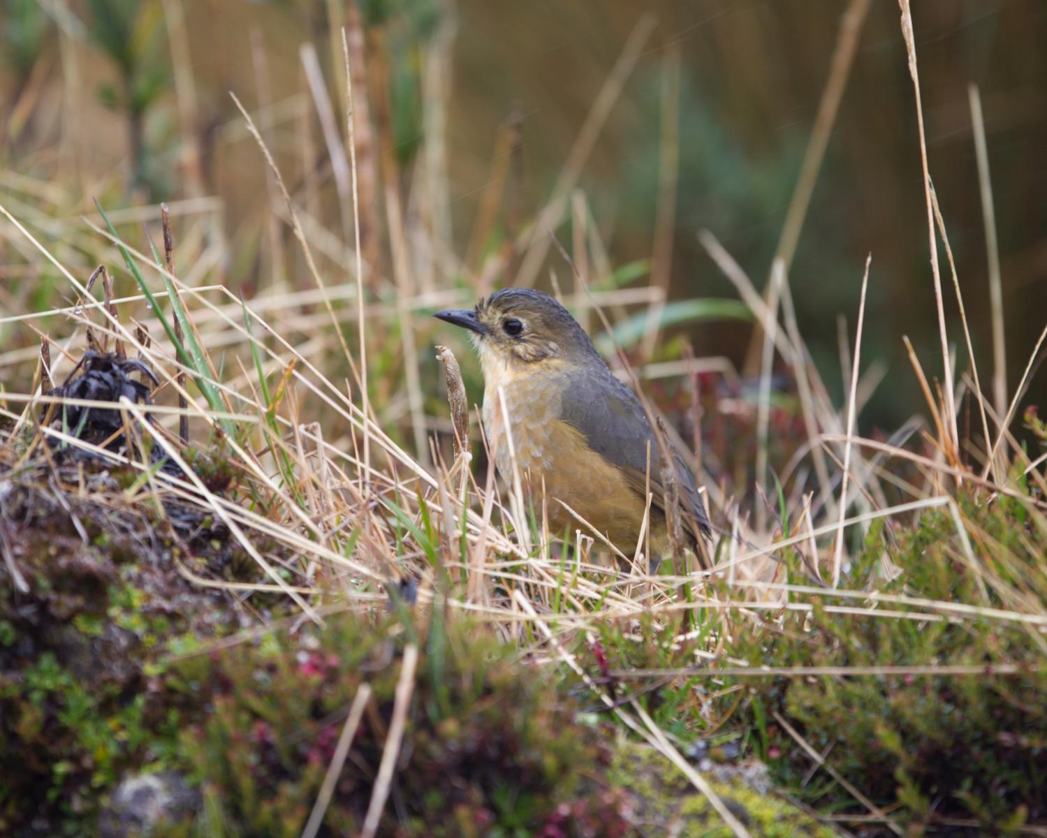 Tawny Antpitta