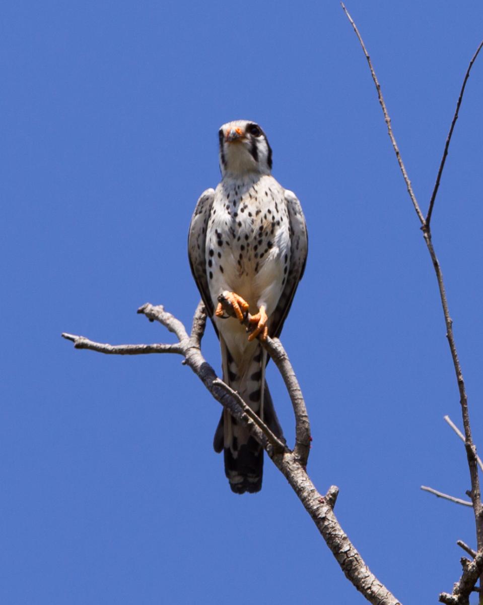 American Kestrel