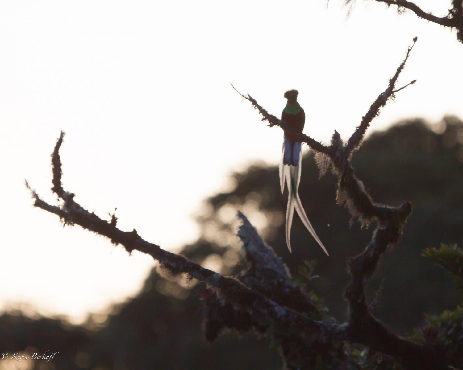 Backlit Resplendant Quetzal