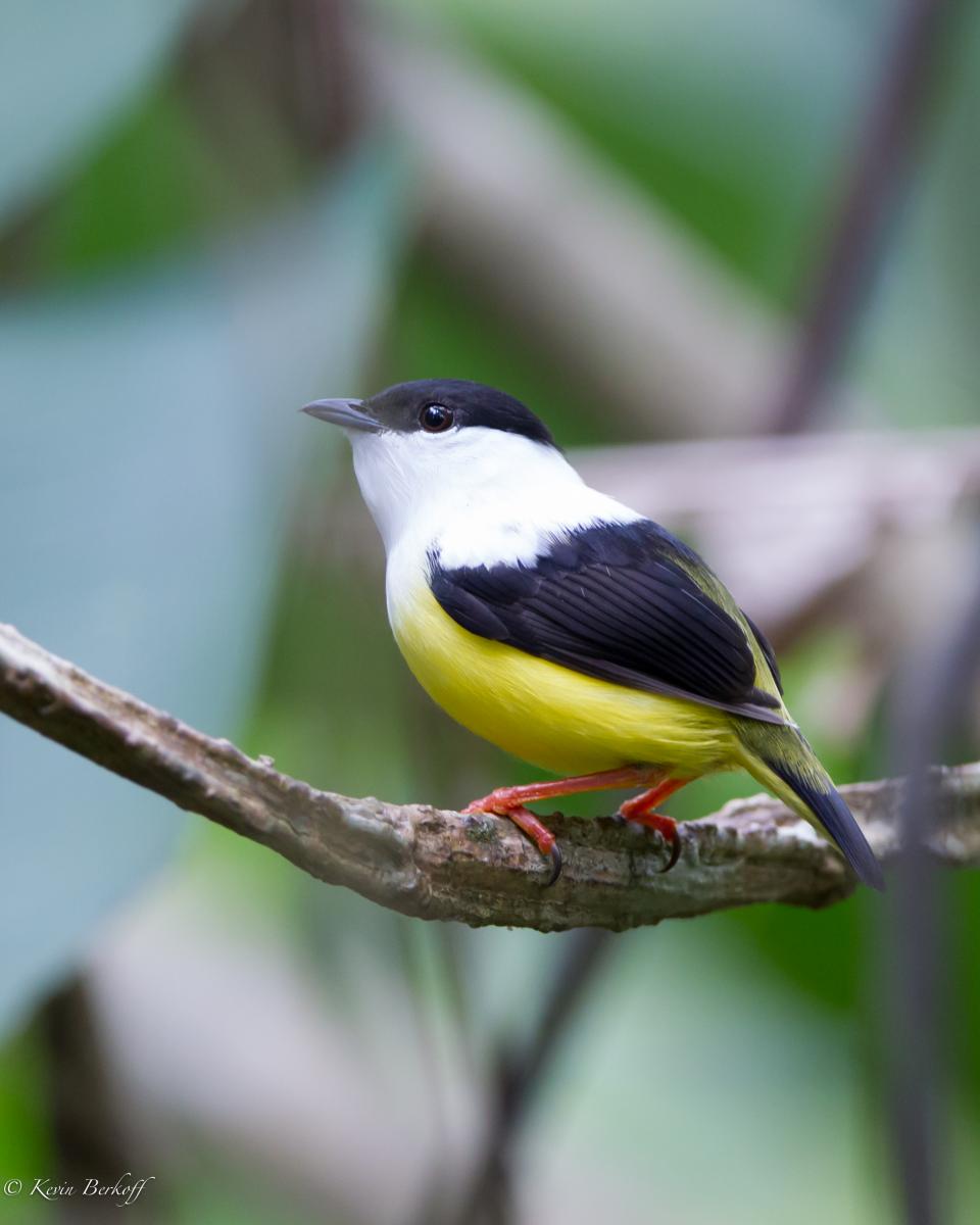White-collared Manakin