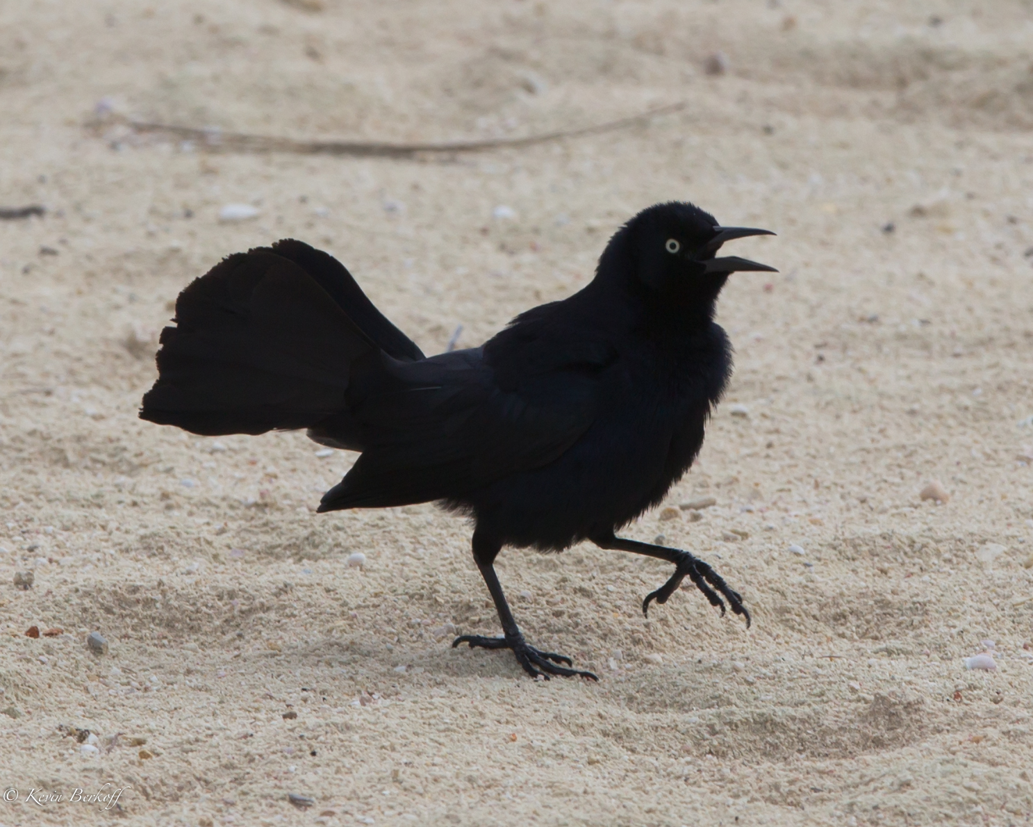 Greater Antillean Grackle