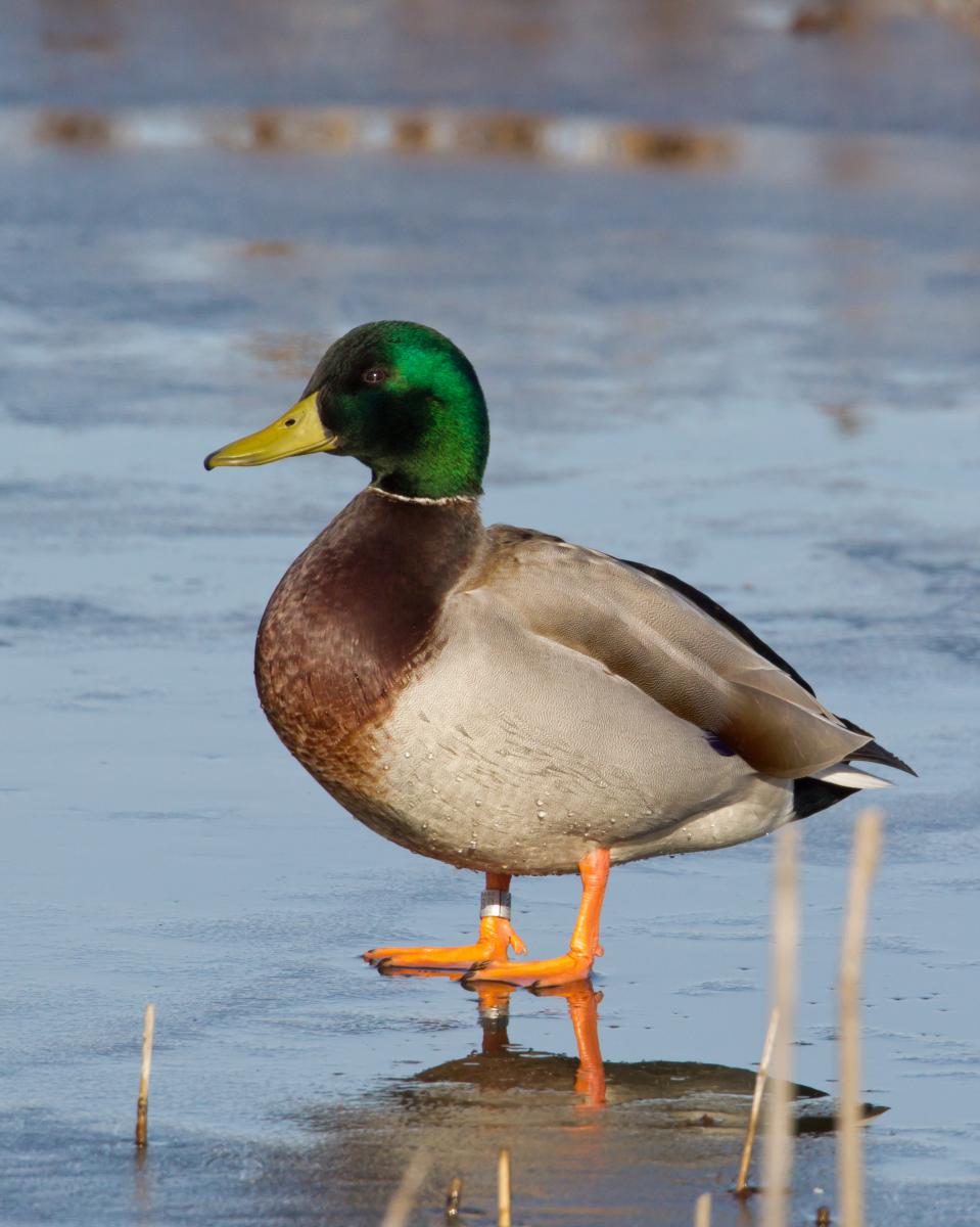 Banded Mallard Drake