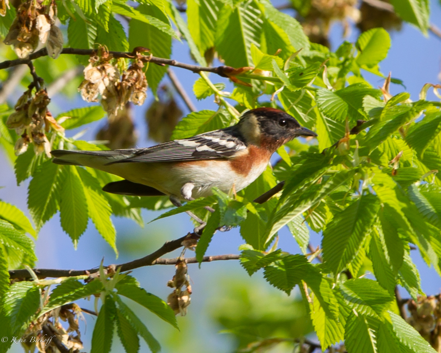 Bay-breasted Warbler