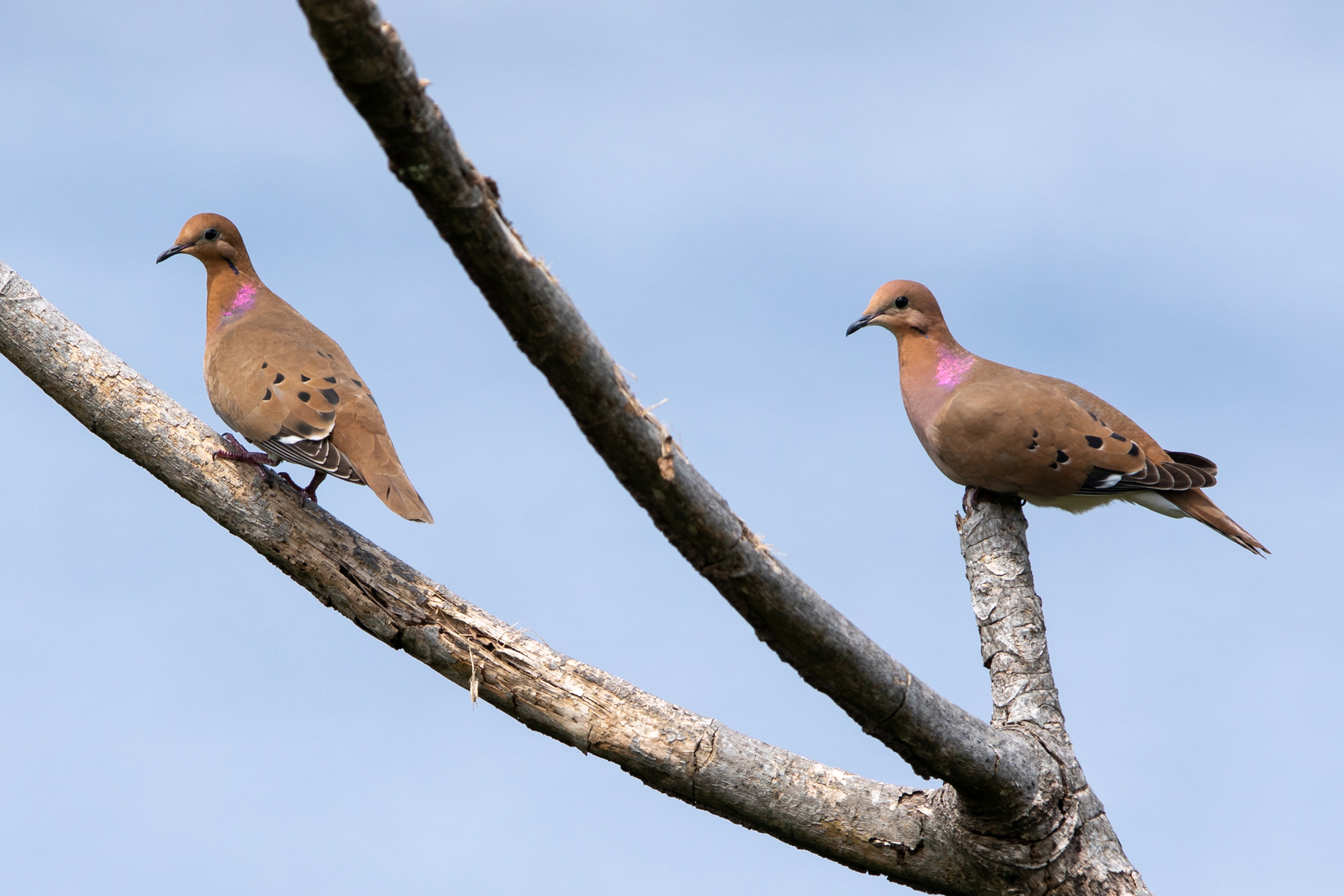 Zenaida Doves