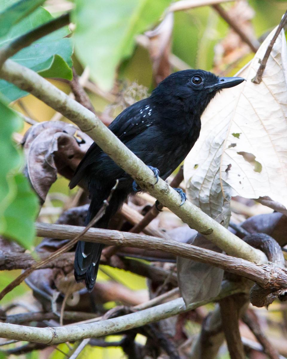 Black-hooded Antshrike