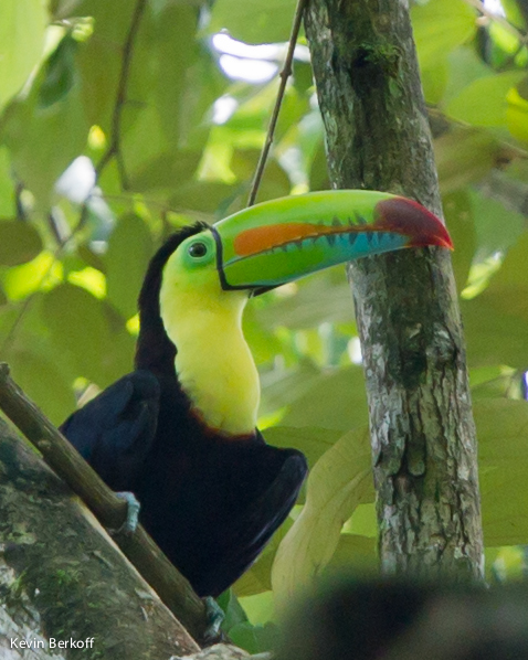 Keel-billed Toucan