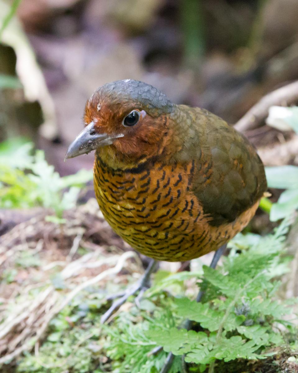 Giant Antpitta
