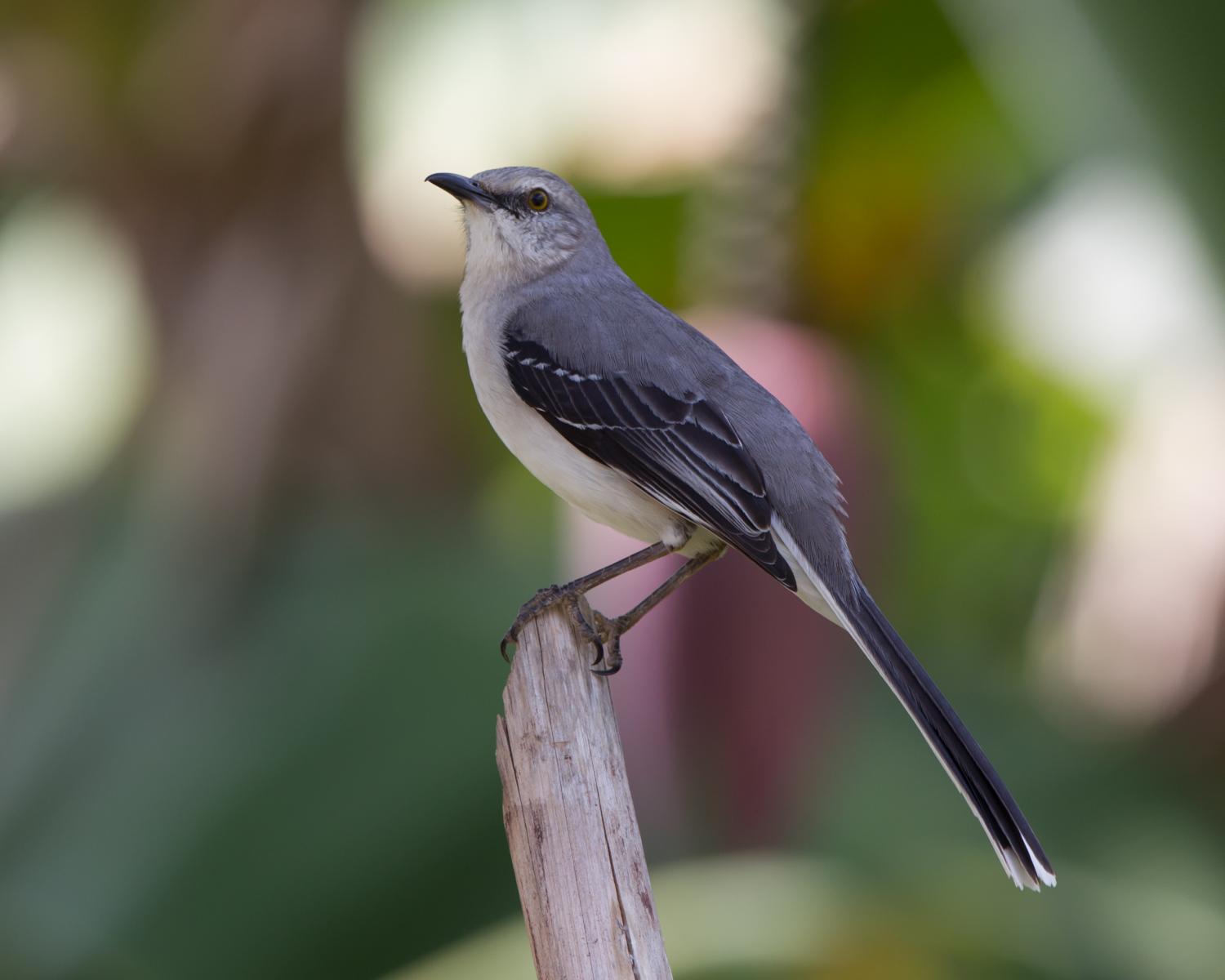 Tropical Mockingbird