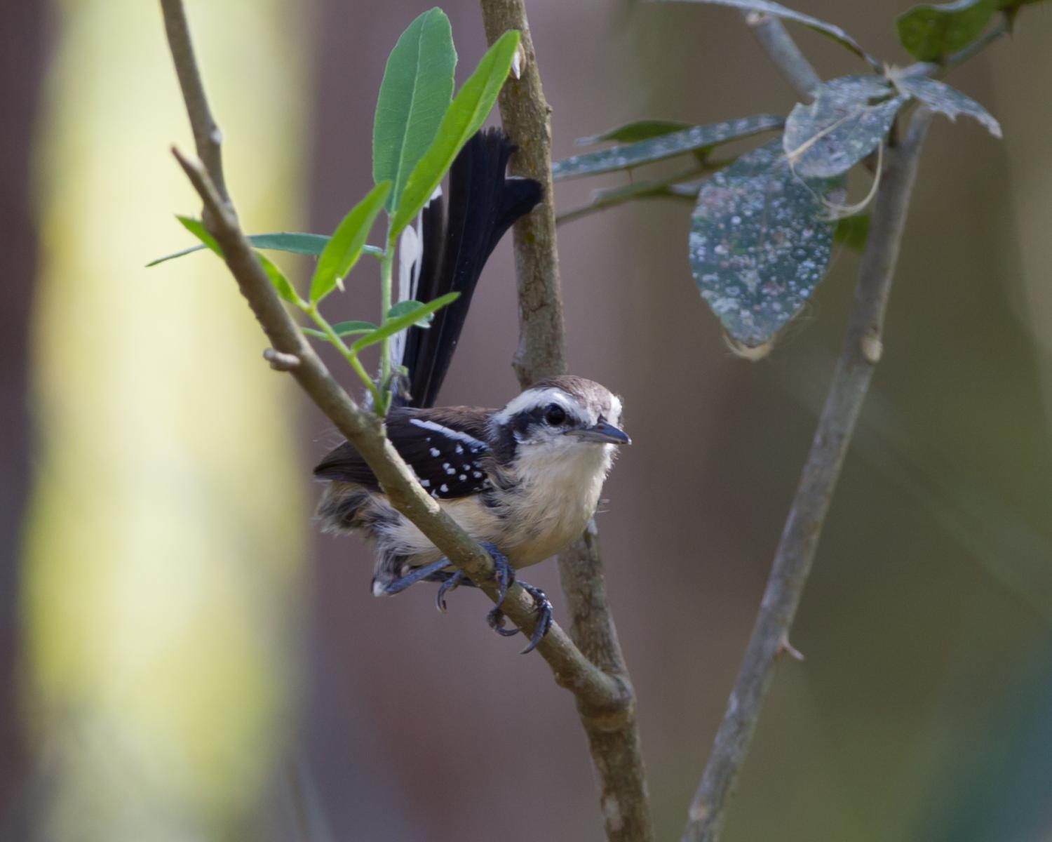 Black-bellied Antwren (female)