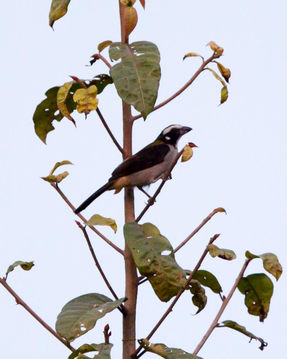 Black-winged Saltator