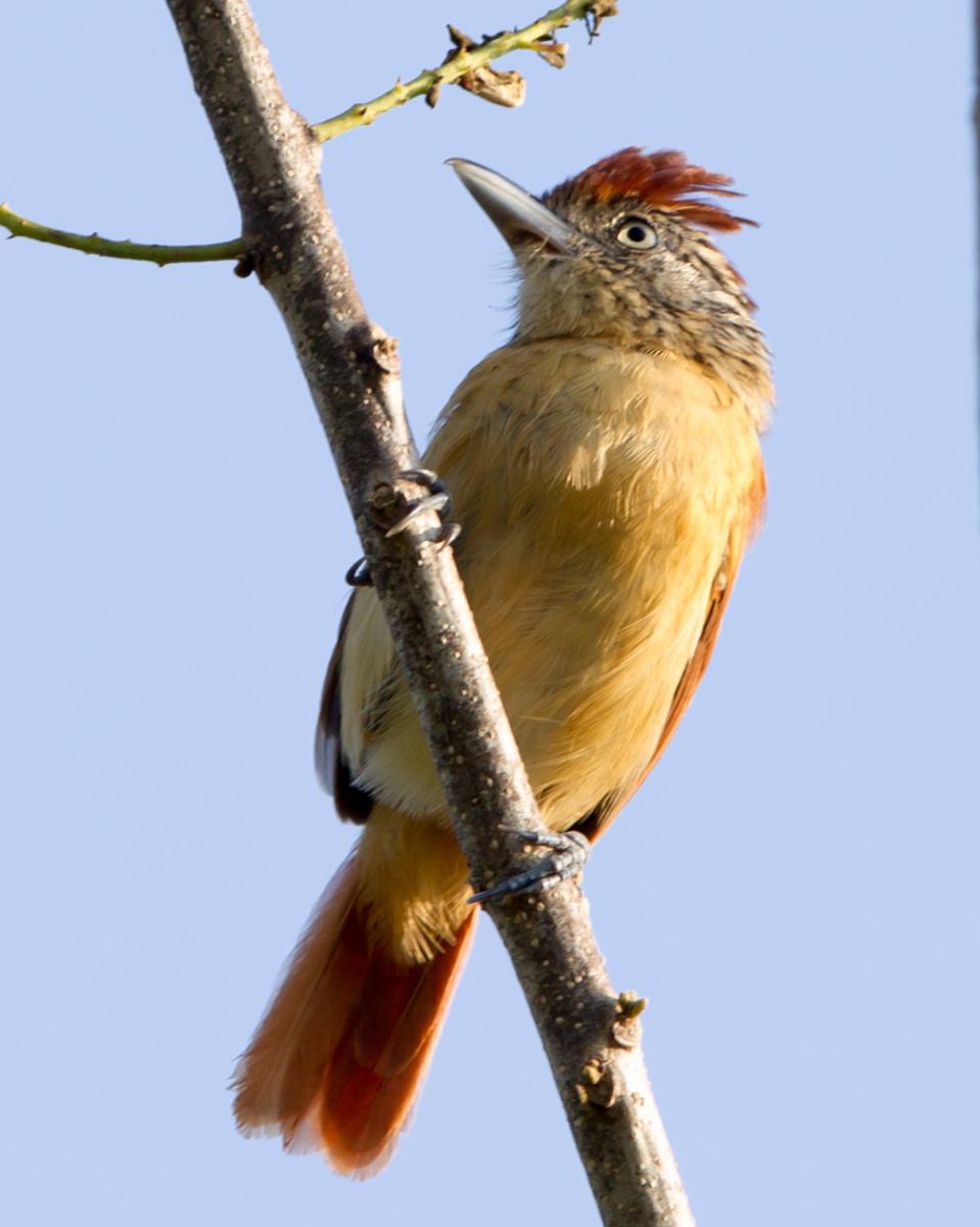 Barred Antshrike (female)