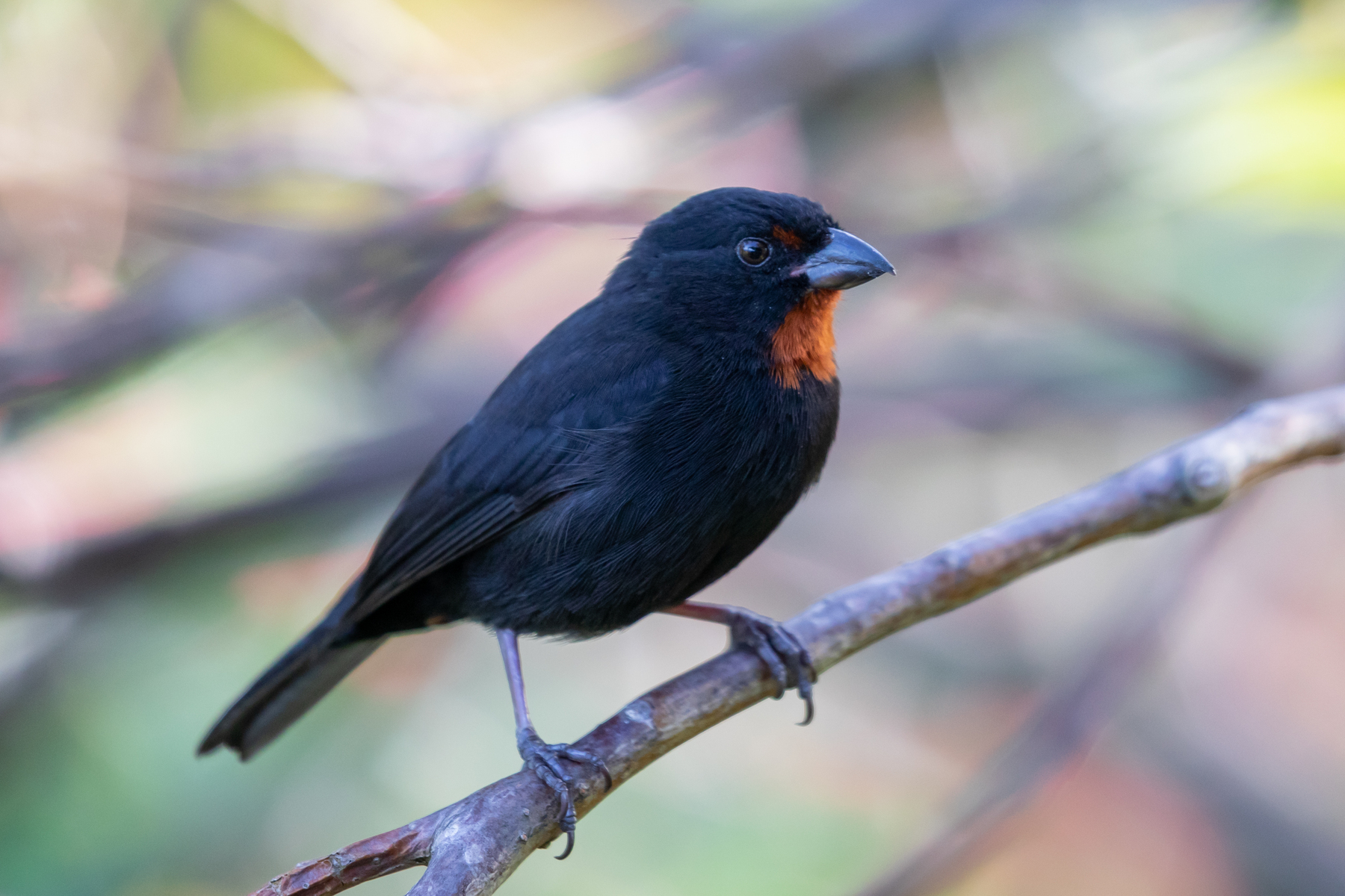 Lesser Antillean Bullfinch (male)