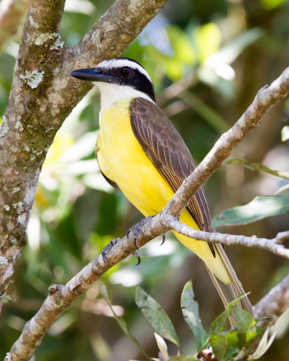 Boat-billed Flycatcher
