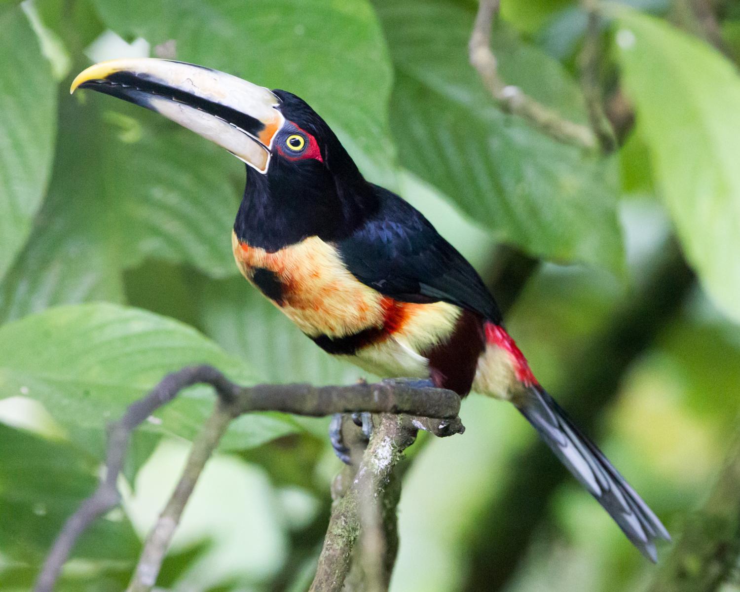 Pale-mandibled Aracari