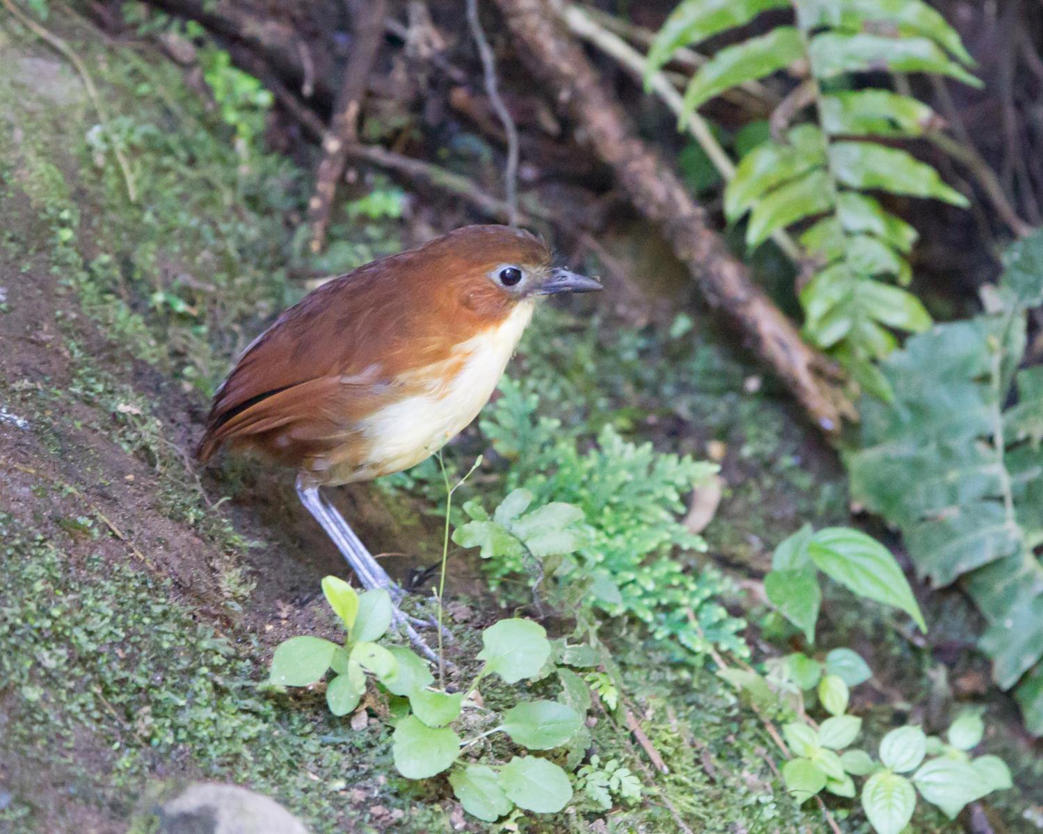 Yellow-breasted Antpitta