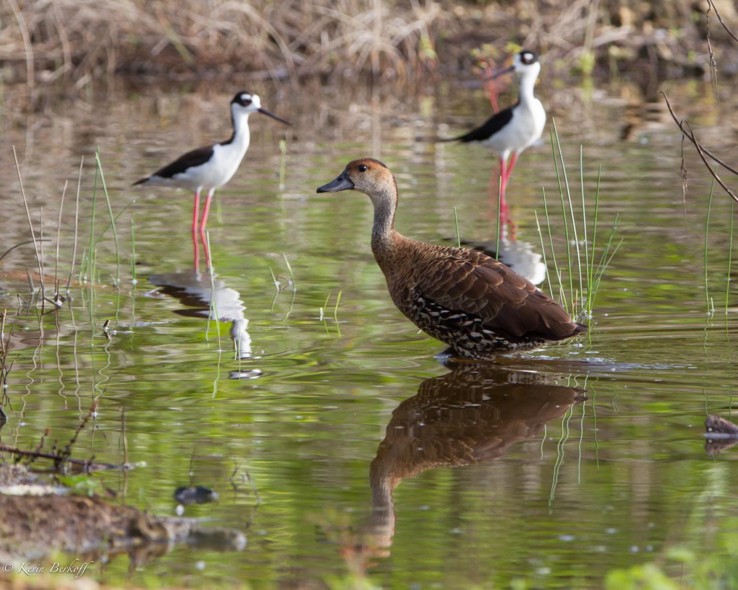 WI Whistling Duck and Black Necked Stilt