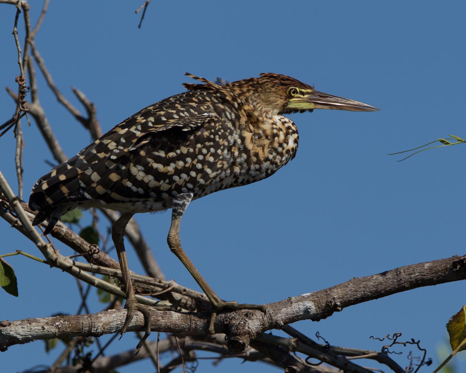 Rufescent Tiger Heron juv.