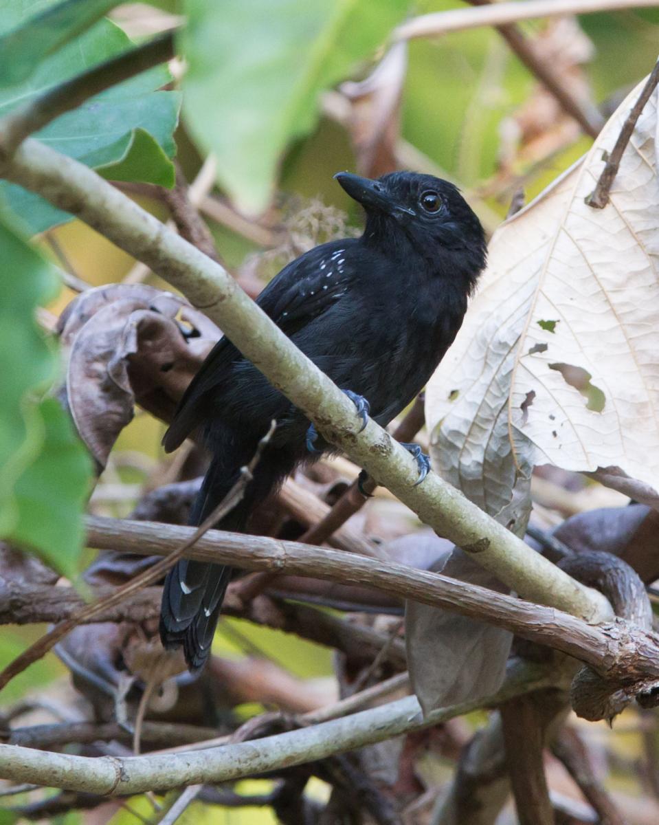 Black-hooded Antshrike