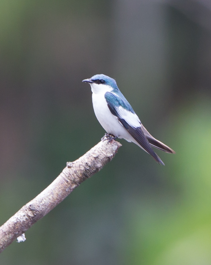 White-winged Swallow