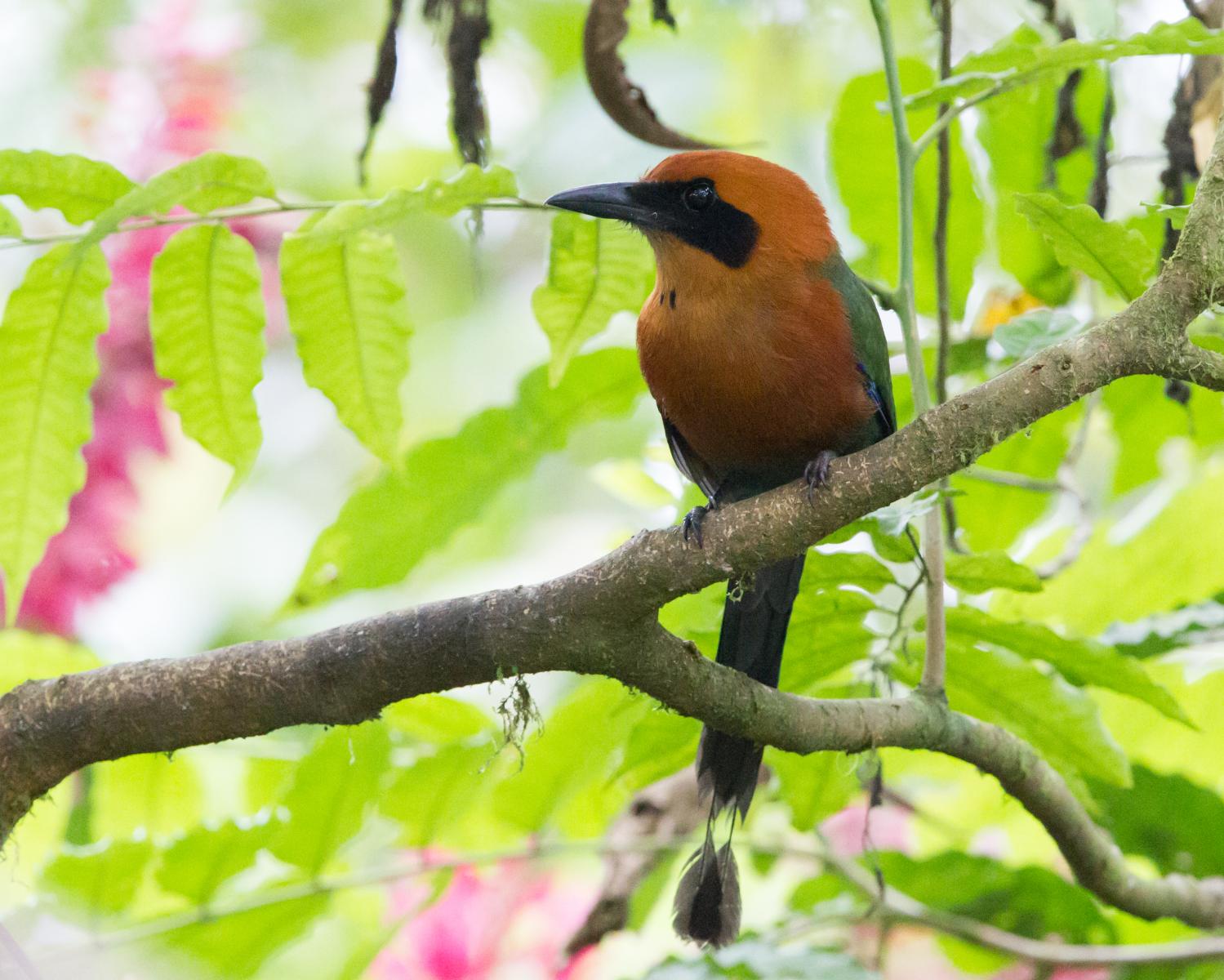 Rufous Motmot