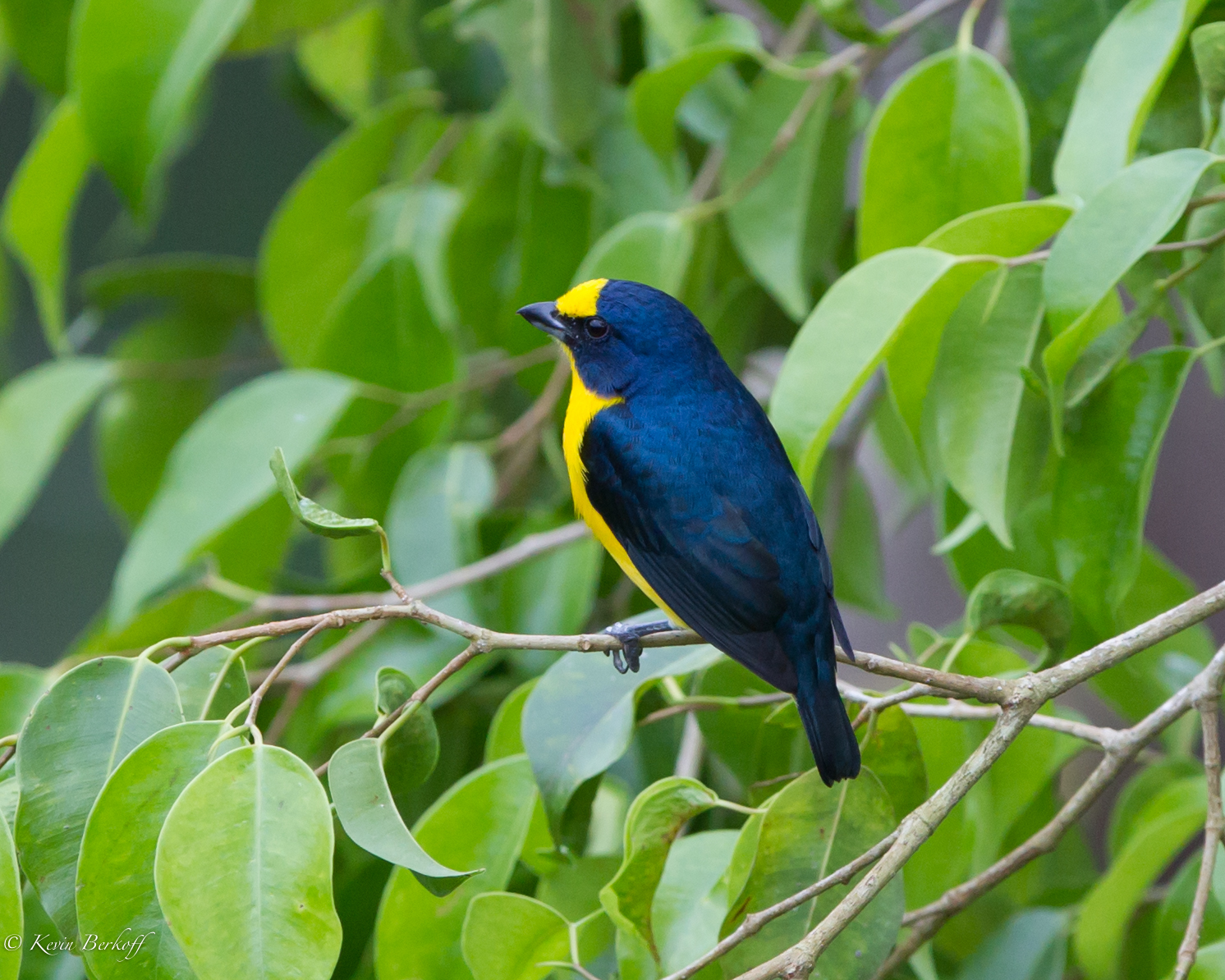 Yellow-throated Euphonia