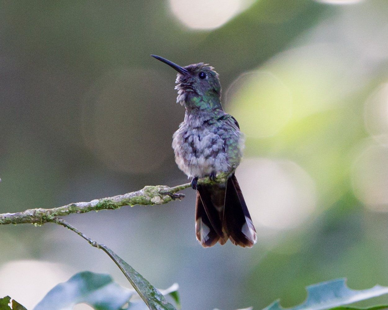 Scaly-Breasted Hummingbird