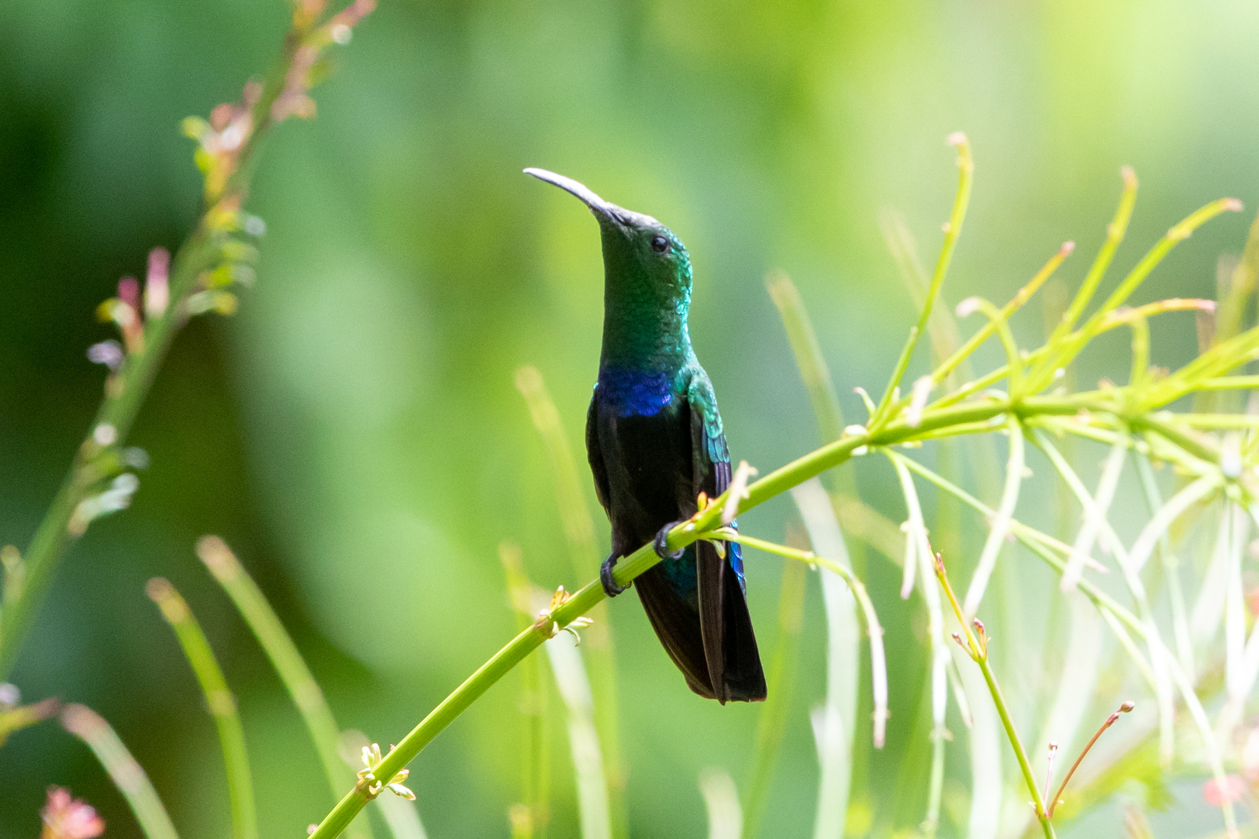 Green-throated Carib