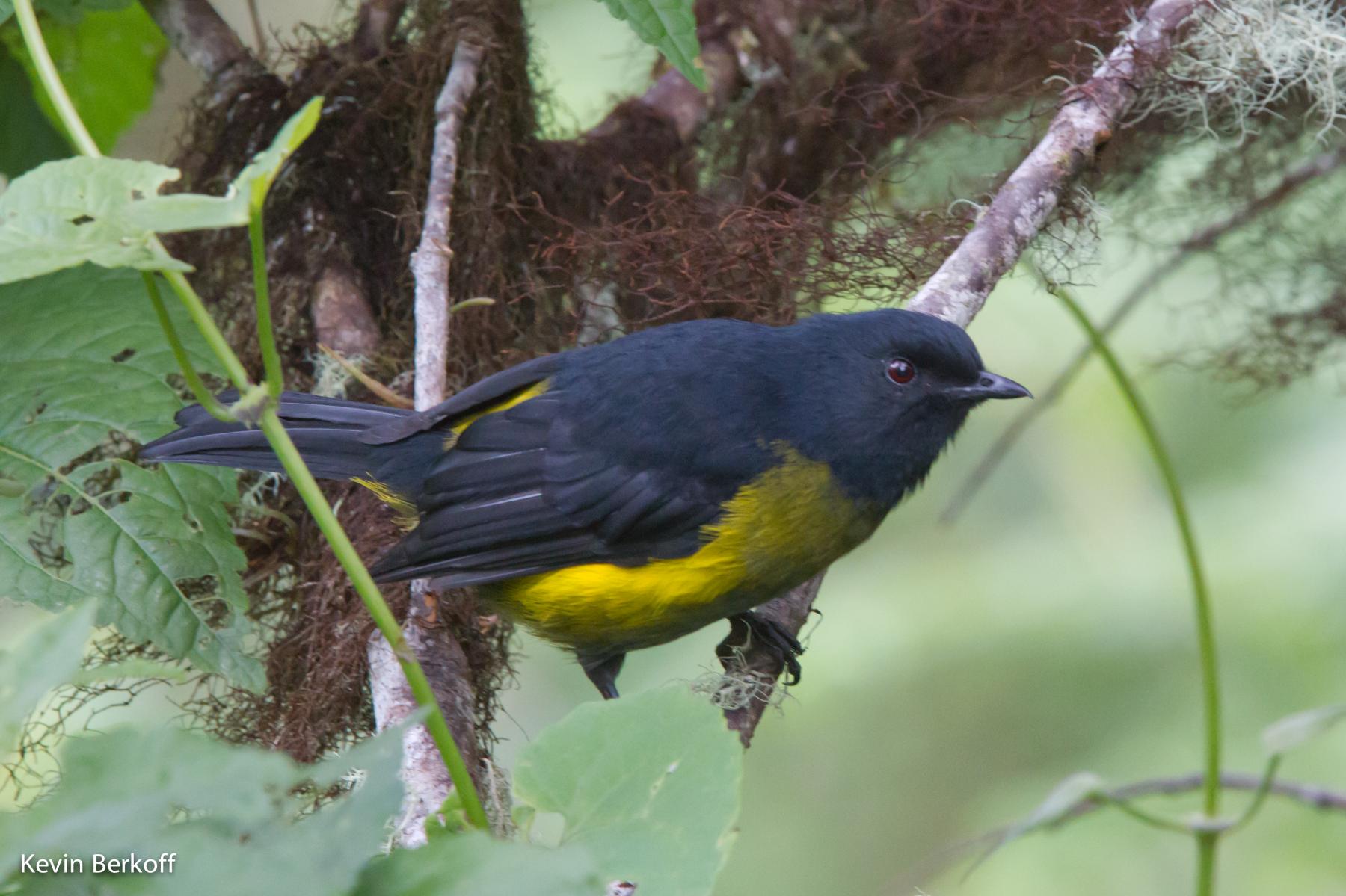 Black-and-yellow Silky-flycatcher