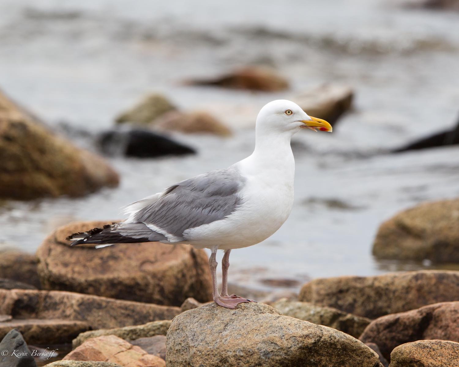 Herring Gull