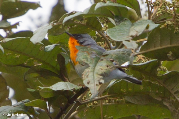 Flame-throated Warbler