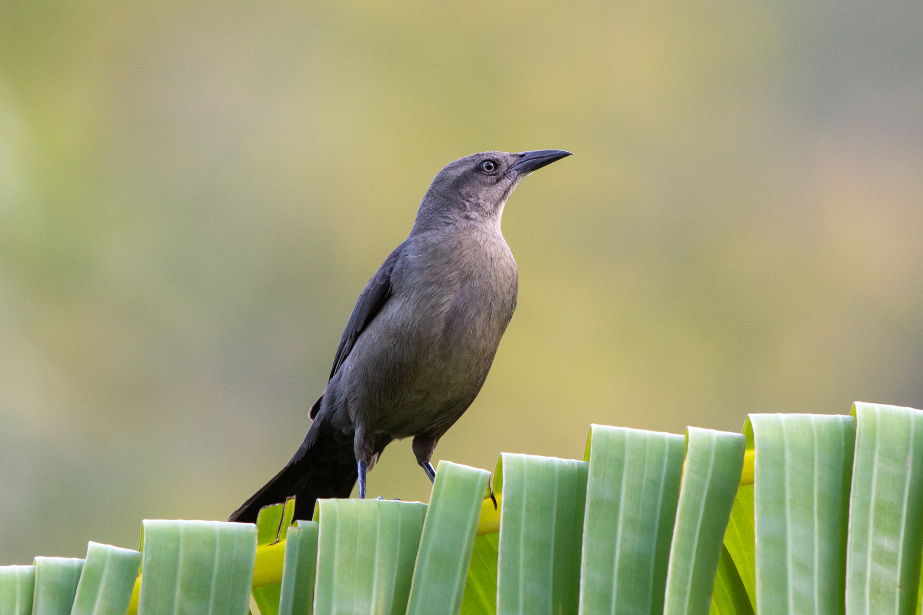 Carib Grackle